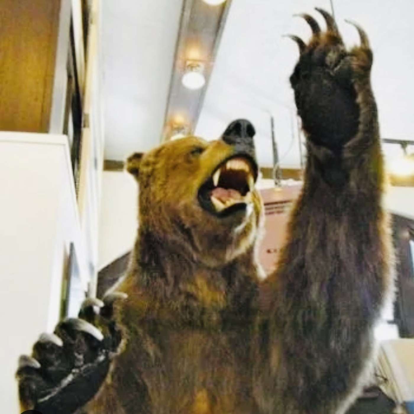 Bear Attacks in Yellowstone! What are the odds YOU get attacked!? episode artwork