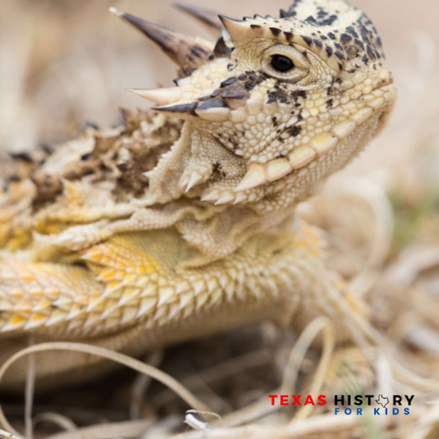 107 - State Symbol Spotlight: Does the Horned Lizard Have Magical Powers?
