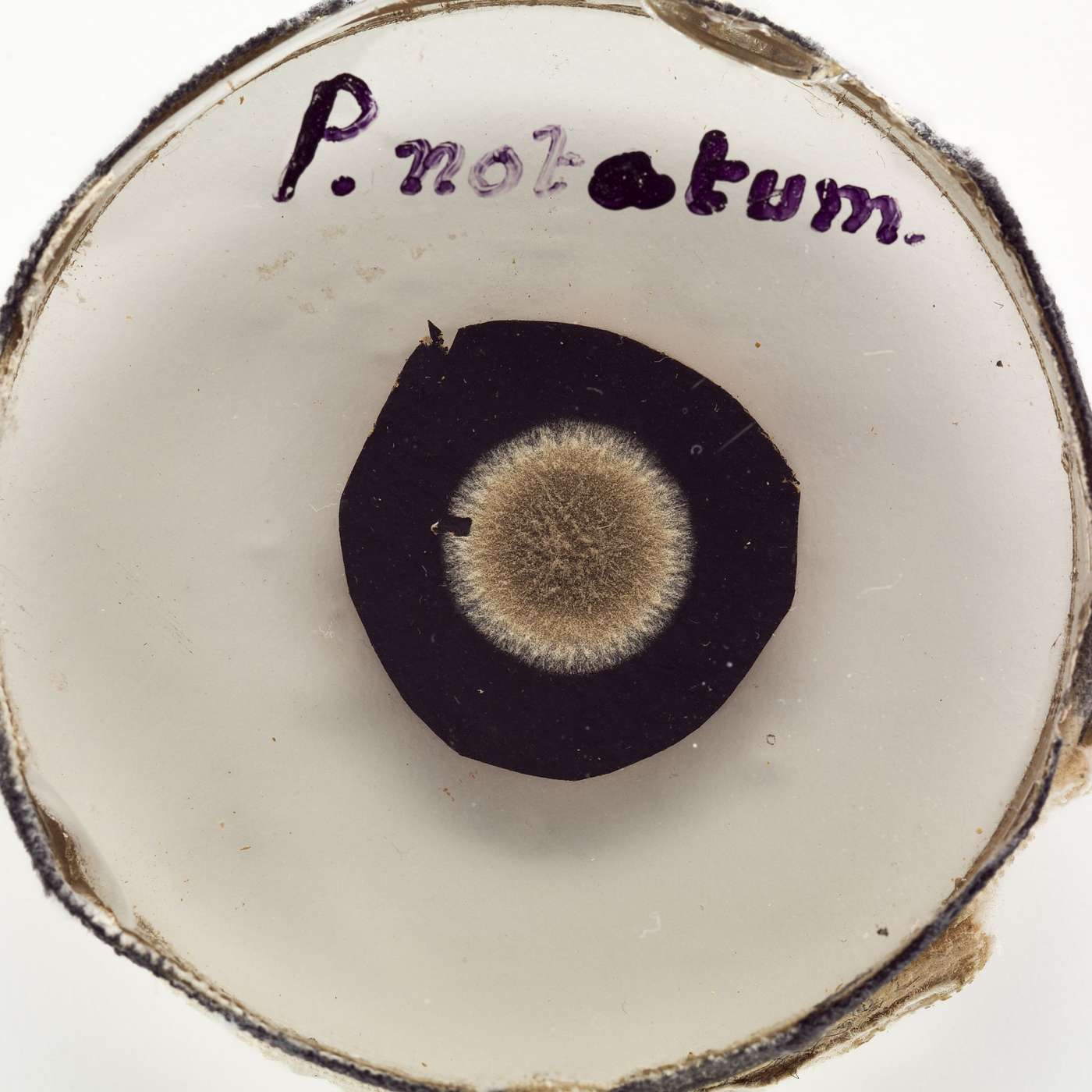 The Museum Volunteers Podcast