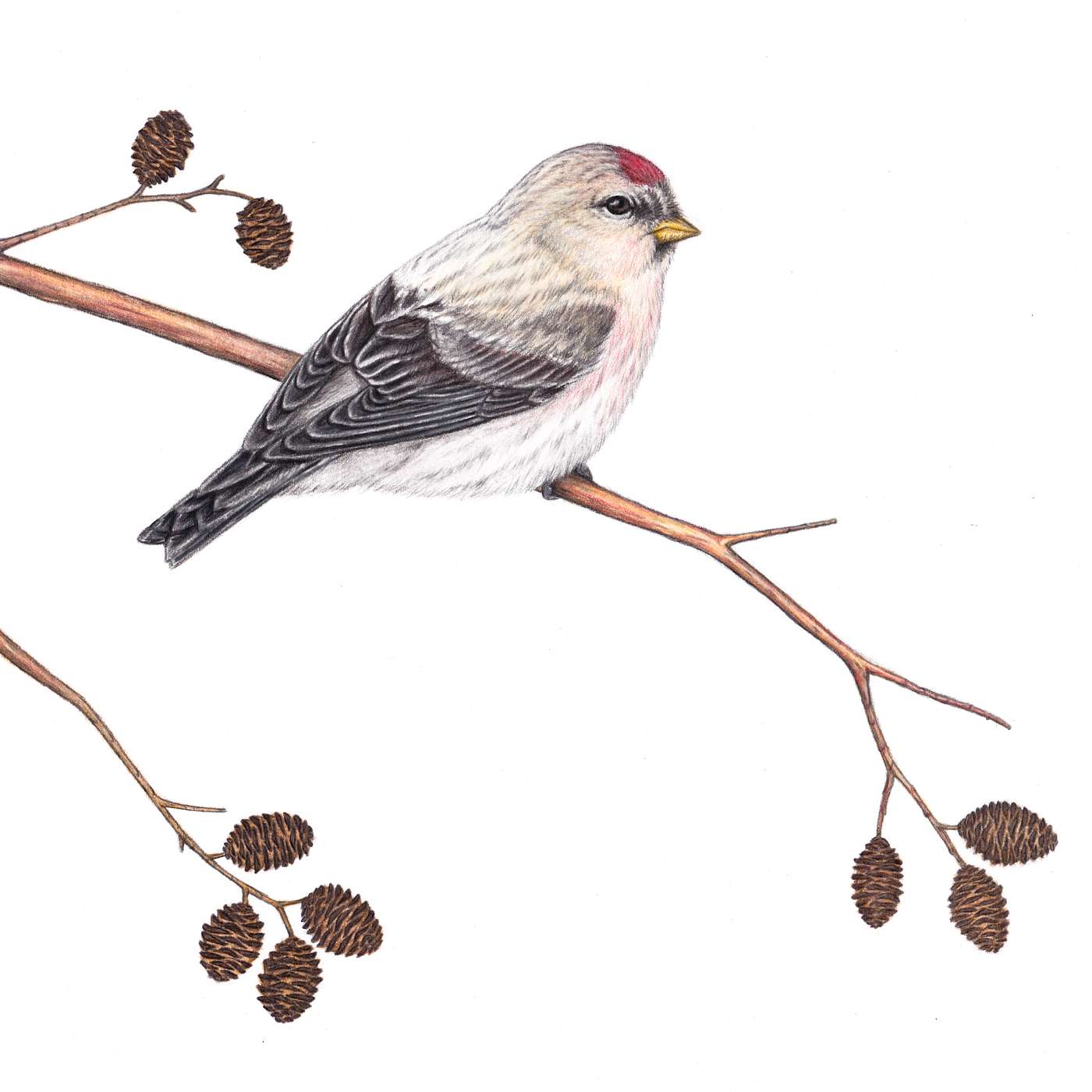 Species Spotlight: Hoary Redpoll episode artwork