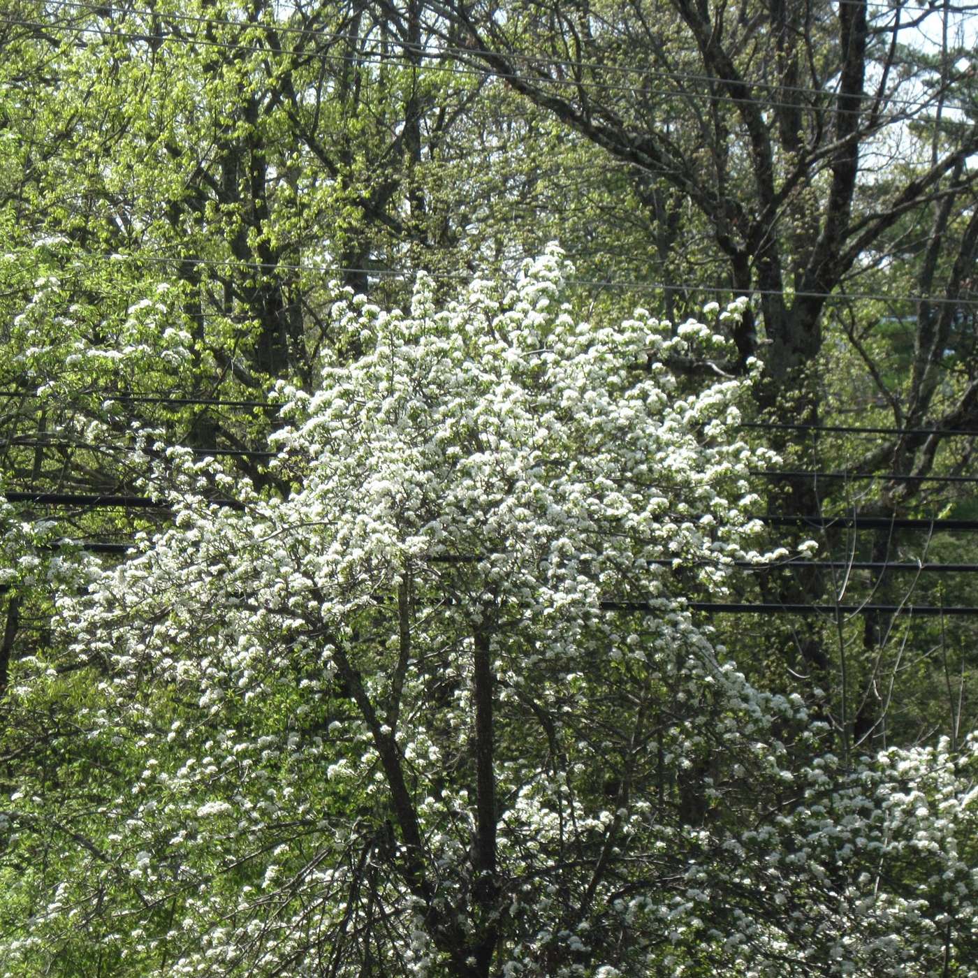 THE OLD PEAR TREES ARE BLOOMING AGAIN