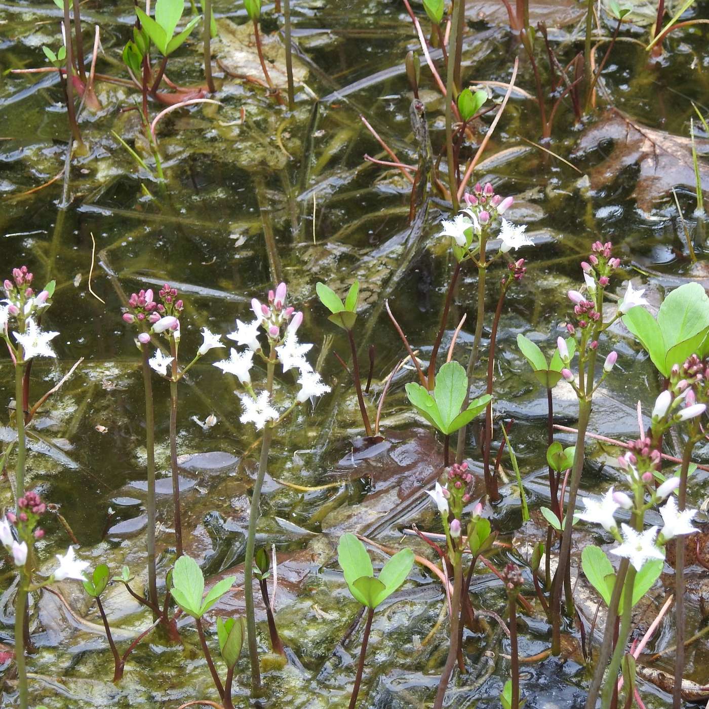 WHITE FLOWERS IN THE FROG POND