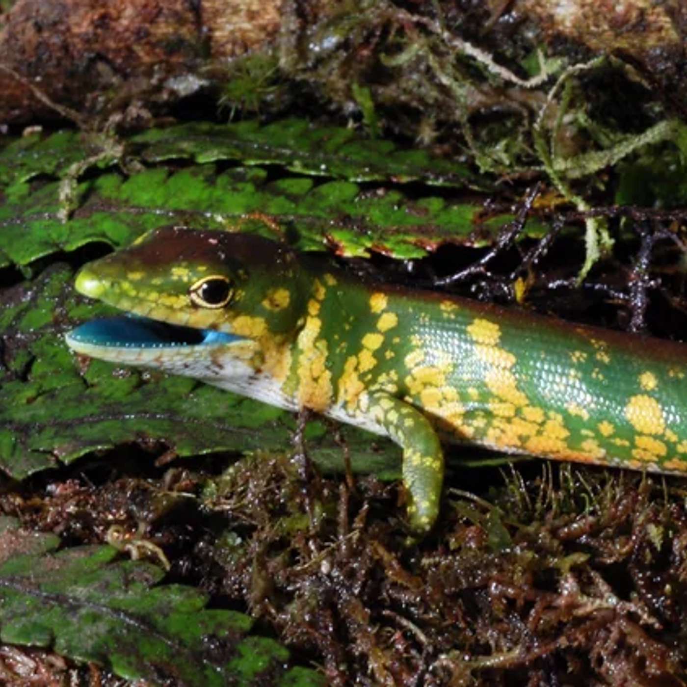 Green-blooded Skinks of Papua New Guinea Green-blooded Skinks of Papua New Guinea