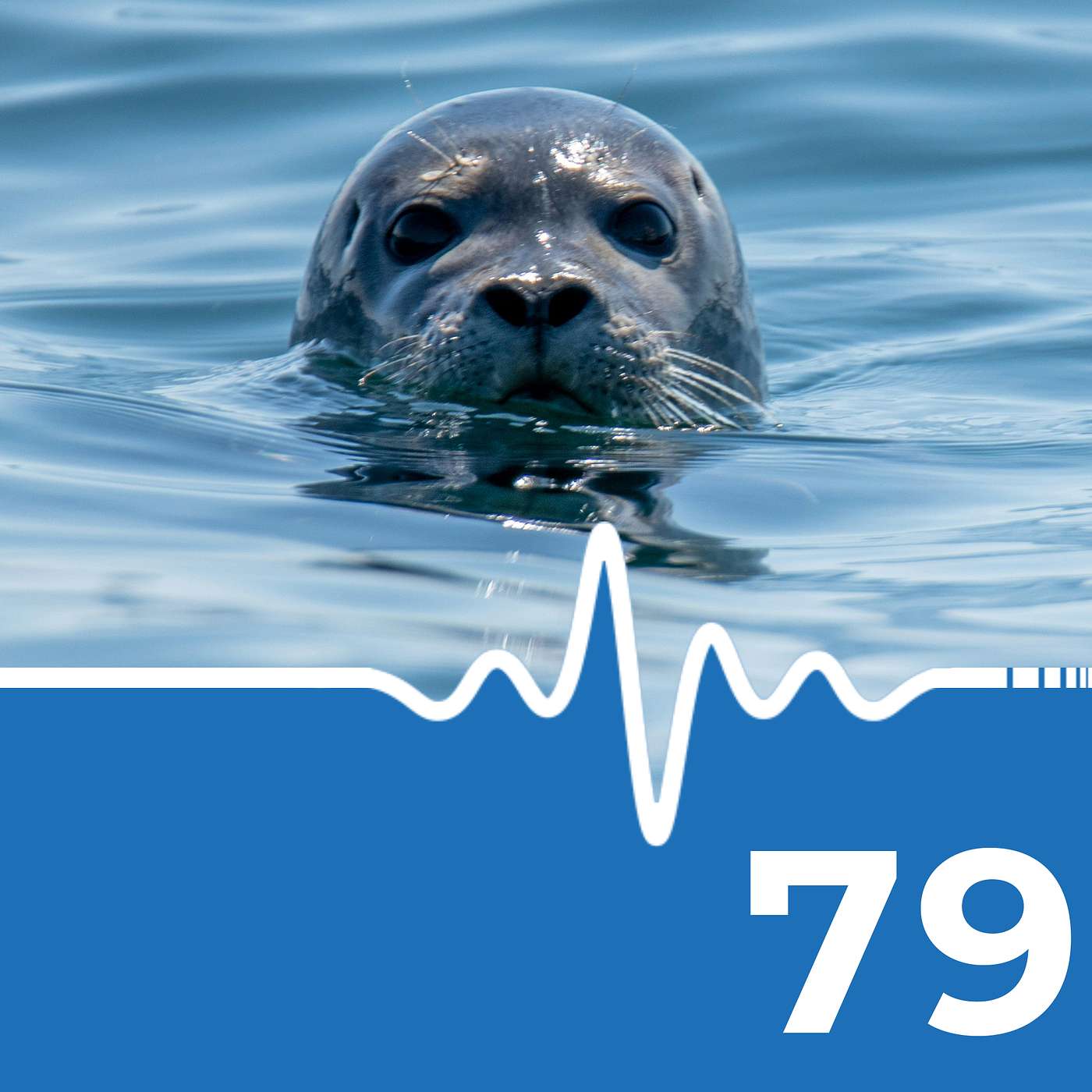 Seal Exiled to Remote Island to Protect Divers #scuba #news #podcast