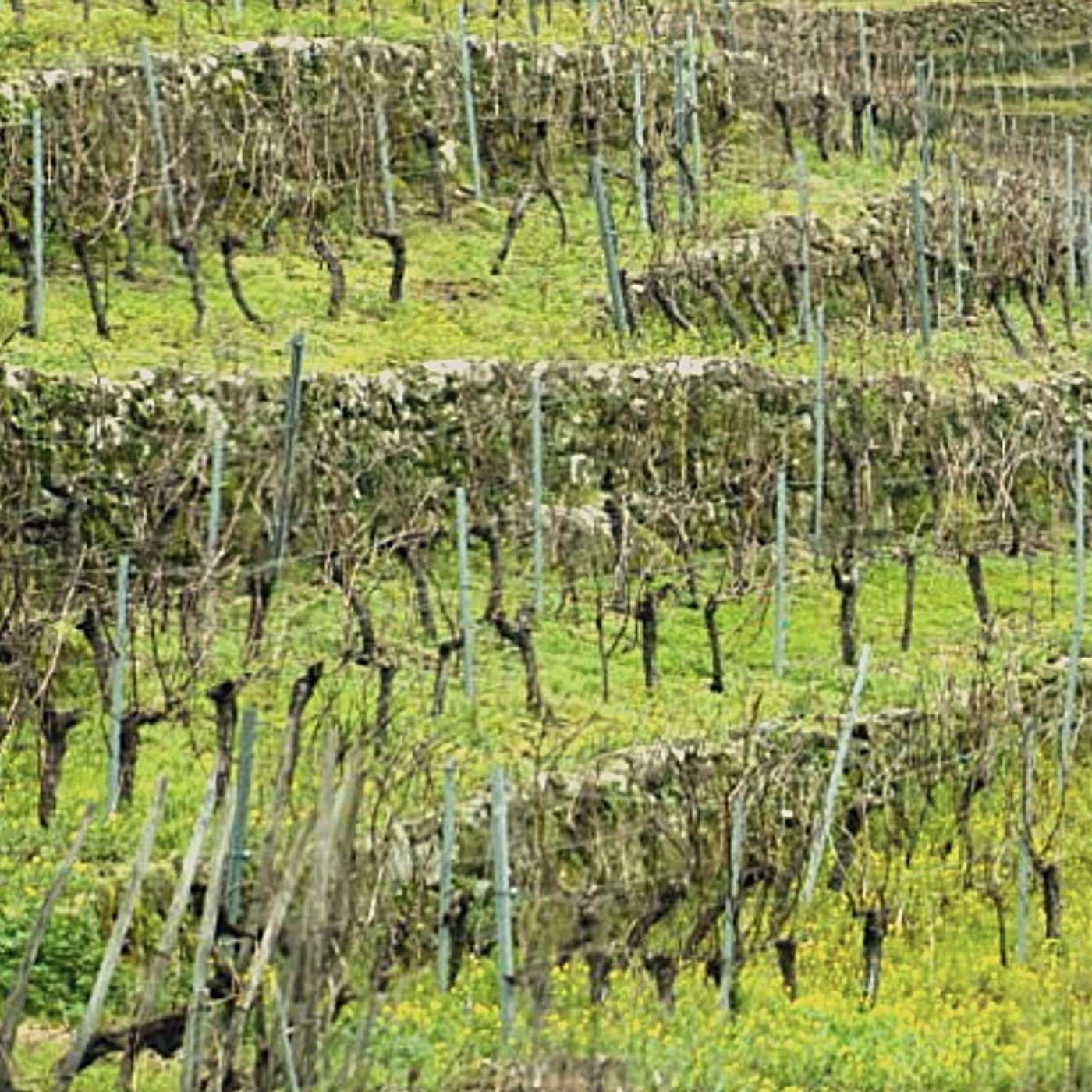 Avi Ben Shlomo: Heritage and Innovation at Halom Winery in the Judean Hills