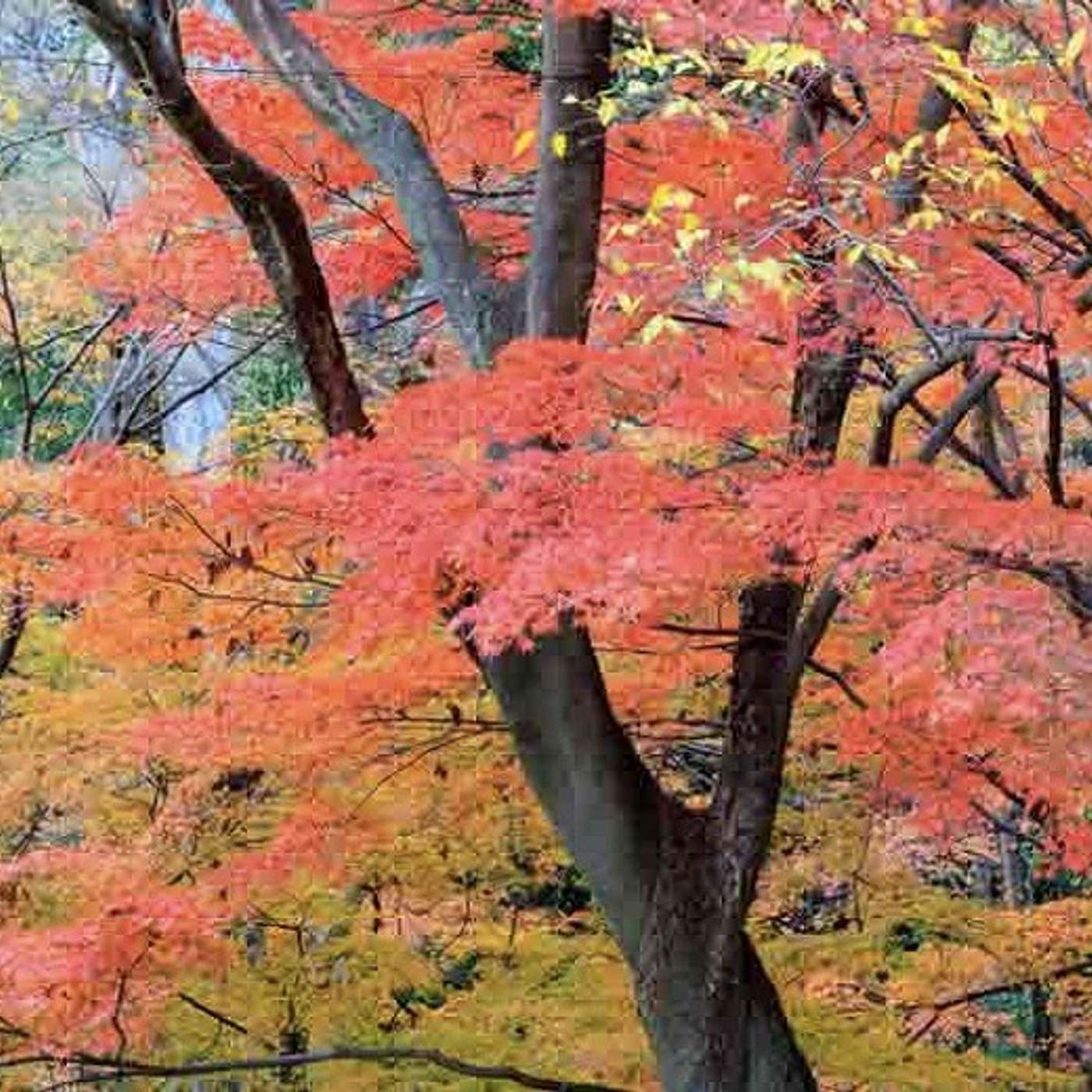 Autumn Thanksgiving