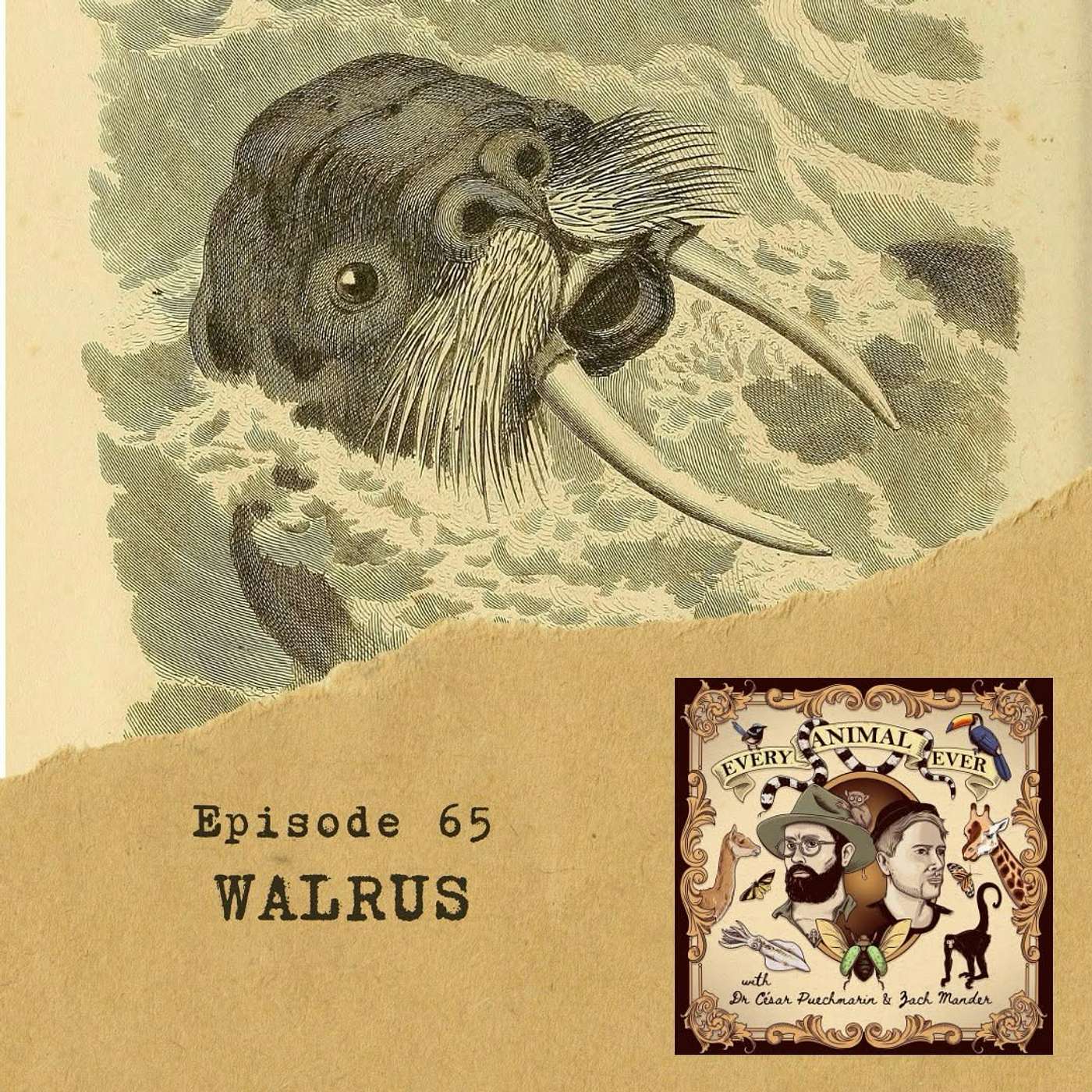 65 – Walrus