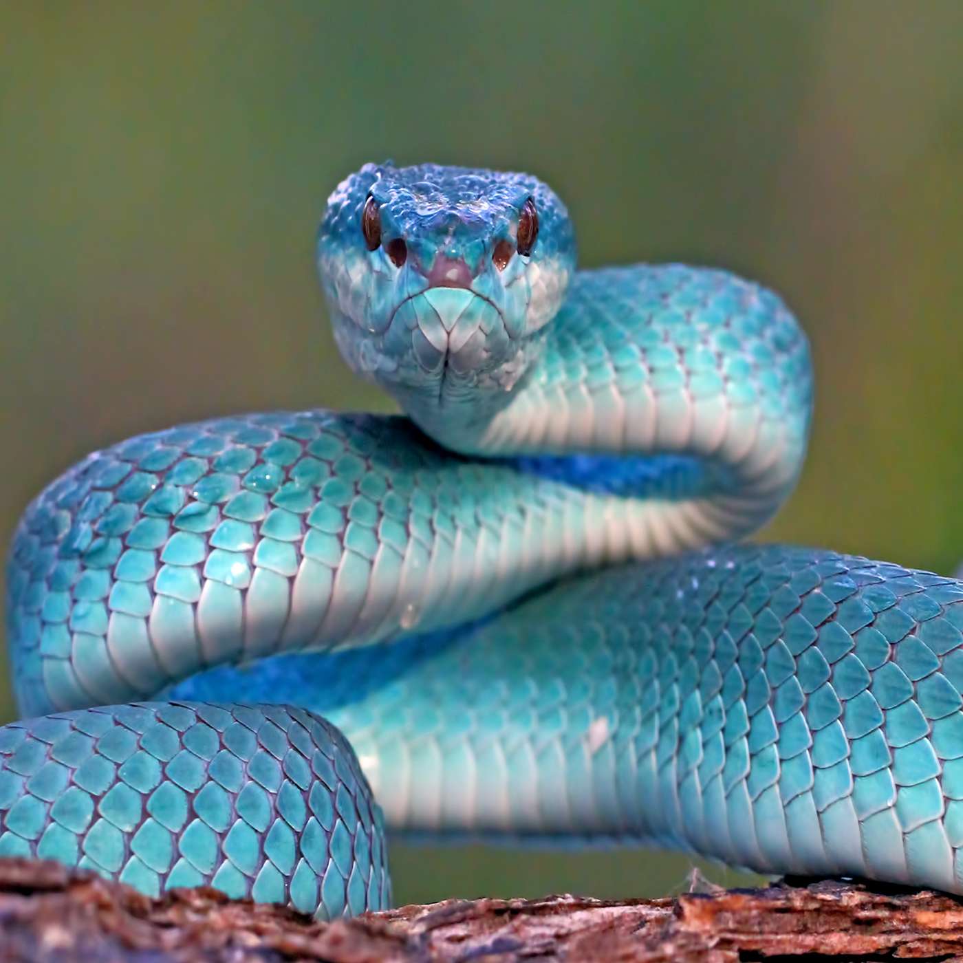 cover of episode Can Snakes Really Predict Earthquakes?