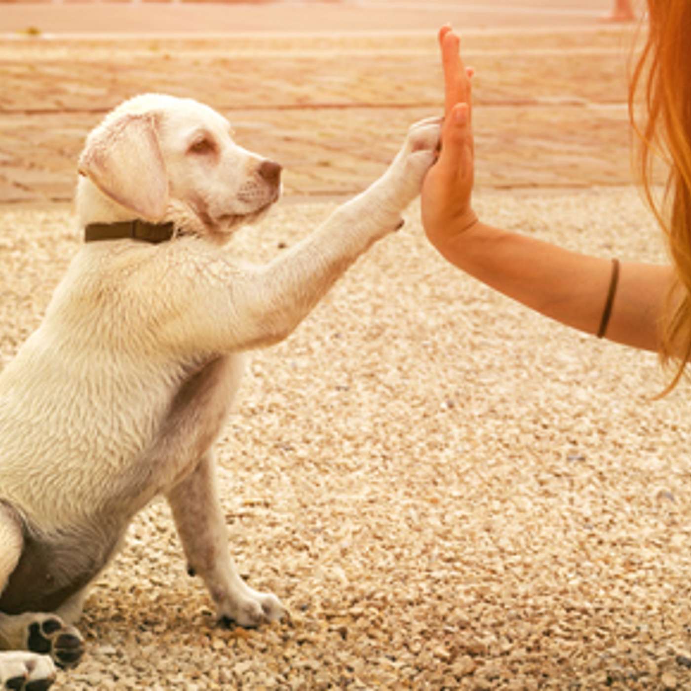 K9 Educators - To Save a Pets Life