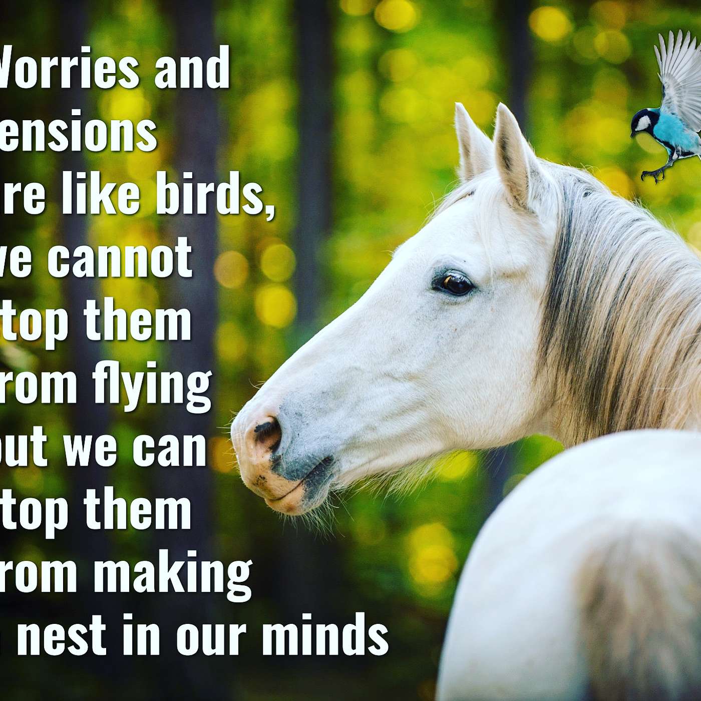 Worry is Like a Bird episode artwork