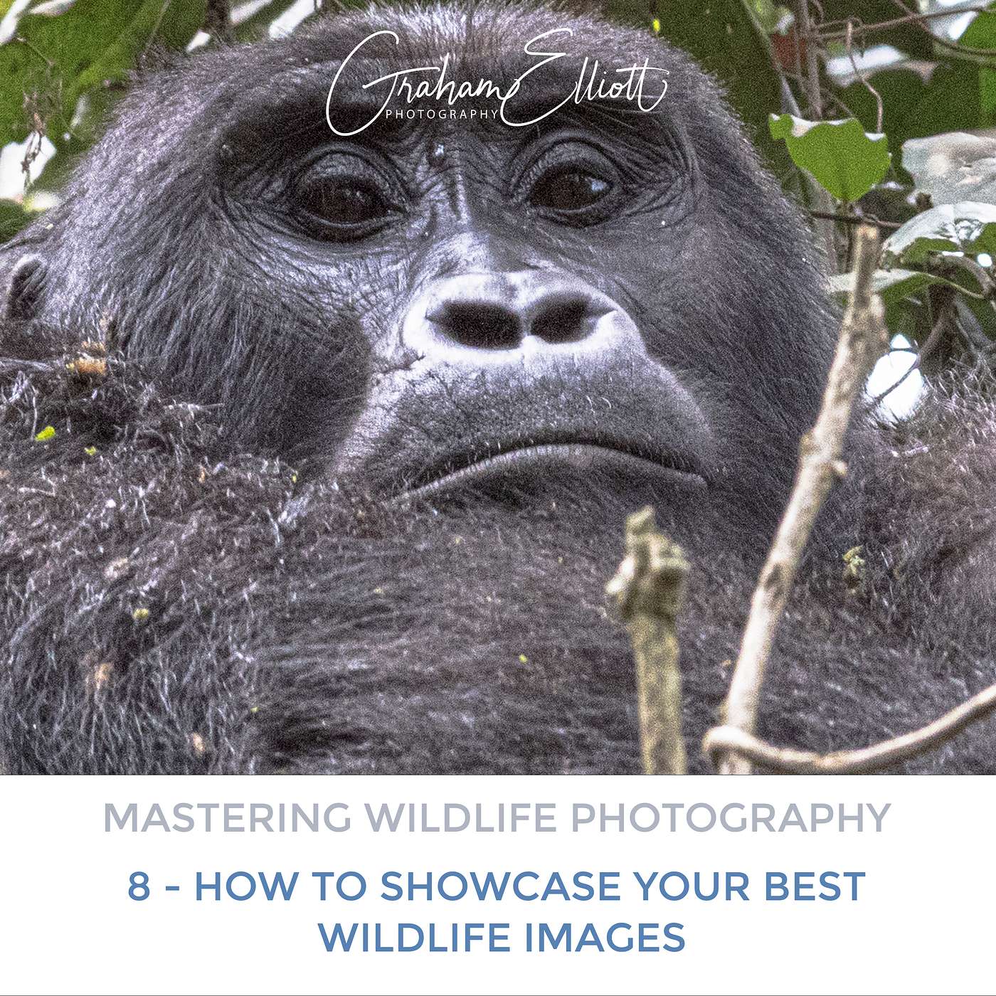 Mastering Wildlife Photography Part 8: How to showcase your best images Mastering Wildlife Photography Part 8: How to showcase your best images