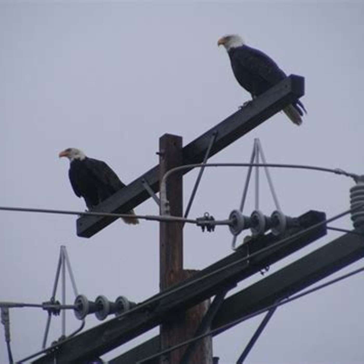Birds and power lines...the answer may surprise you episode artwork