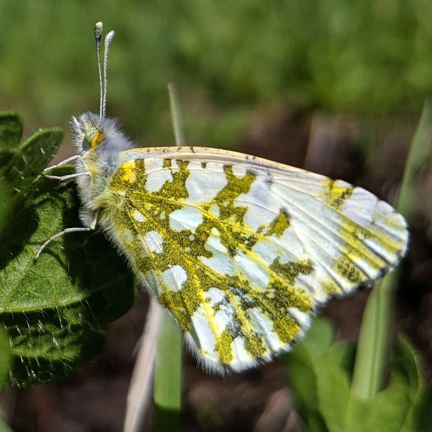 Bug Banter with the Xerces Society