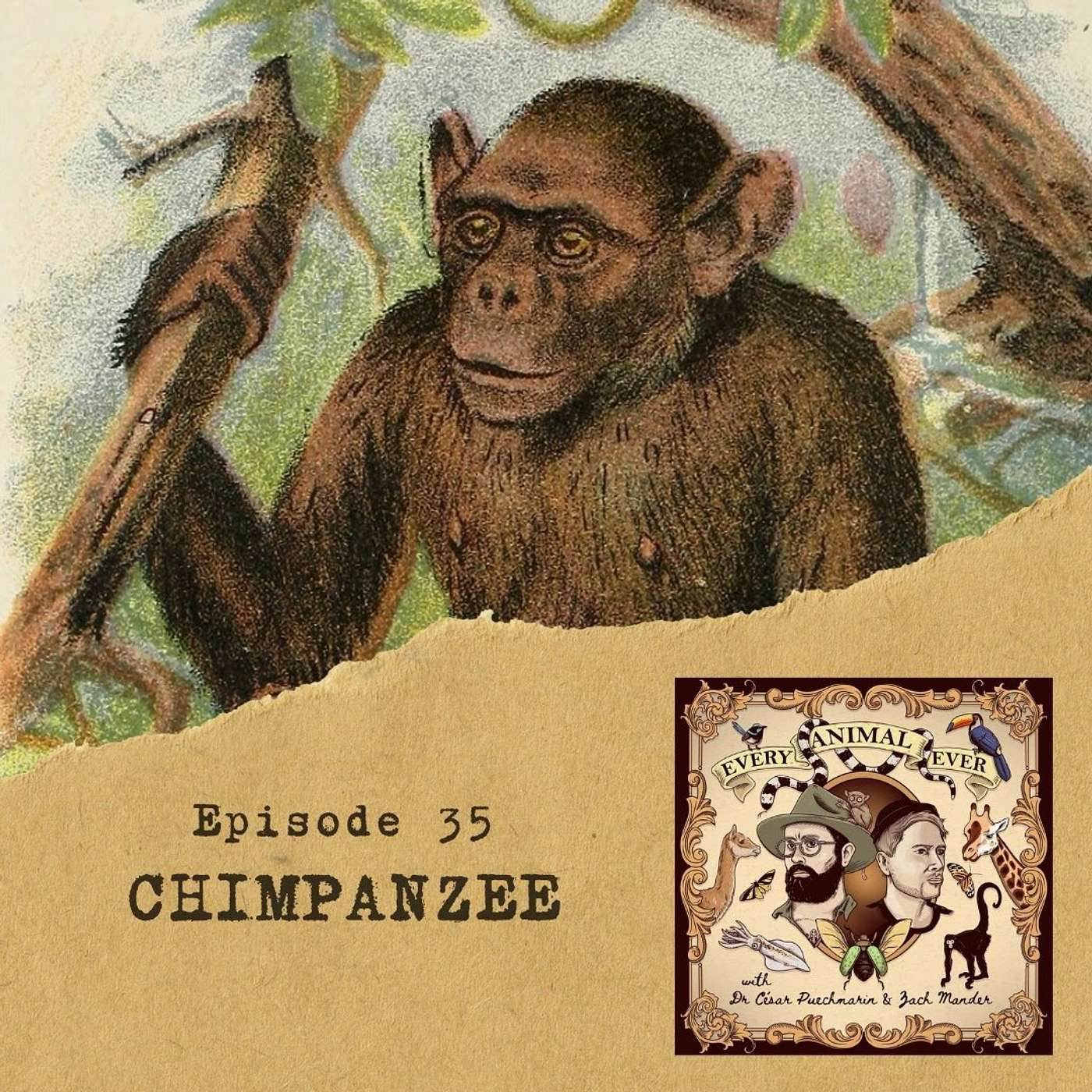 35 - Chimpanzee