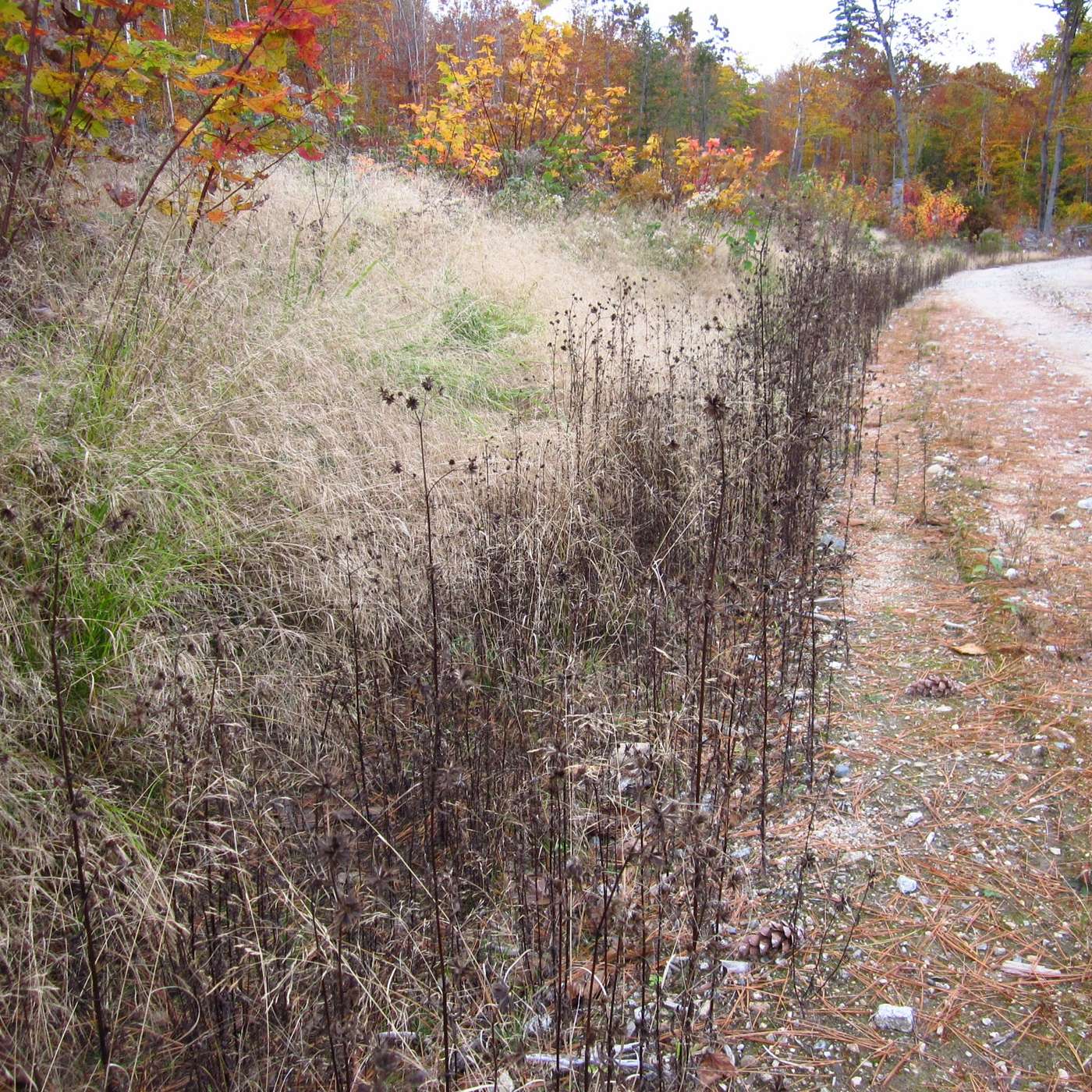 DEAD HEDGE