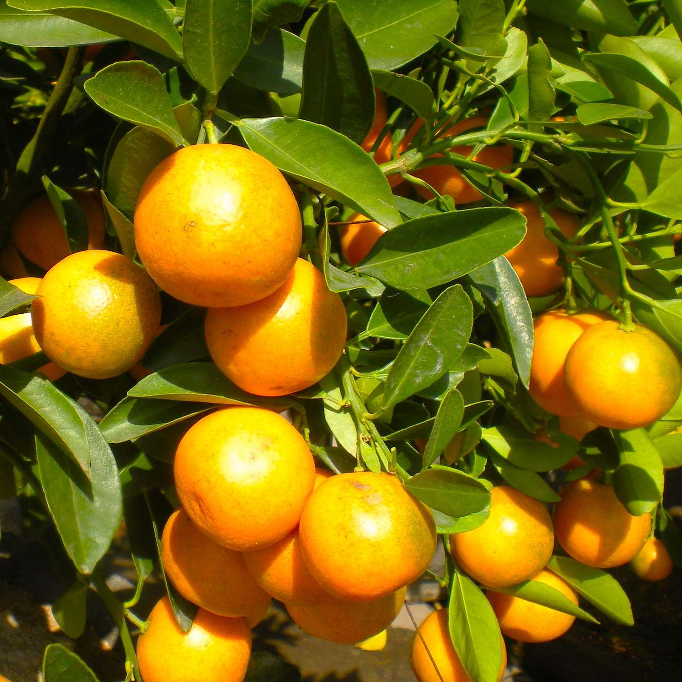 How to Grow Citrus: Tips for Mandarins, Lemons, Limes & Oranges How to Grow Citrus: Tips for Mandarins, Lemons, Limes & Oranges