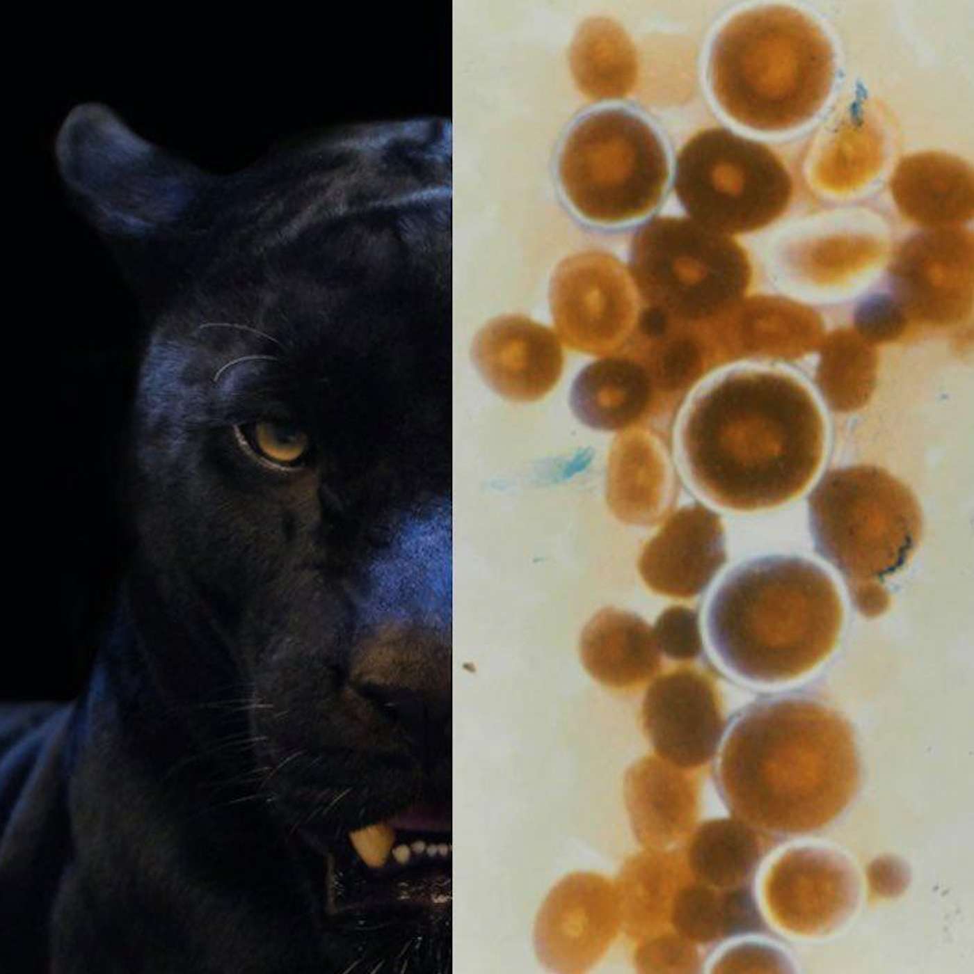 Episode 7 - Big Cats Victoria (part 2)