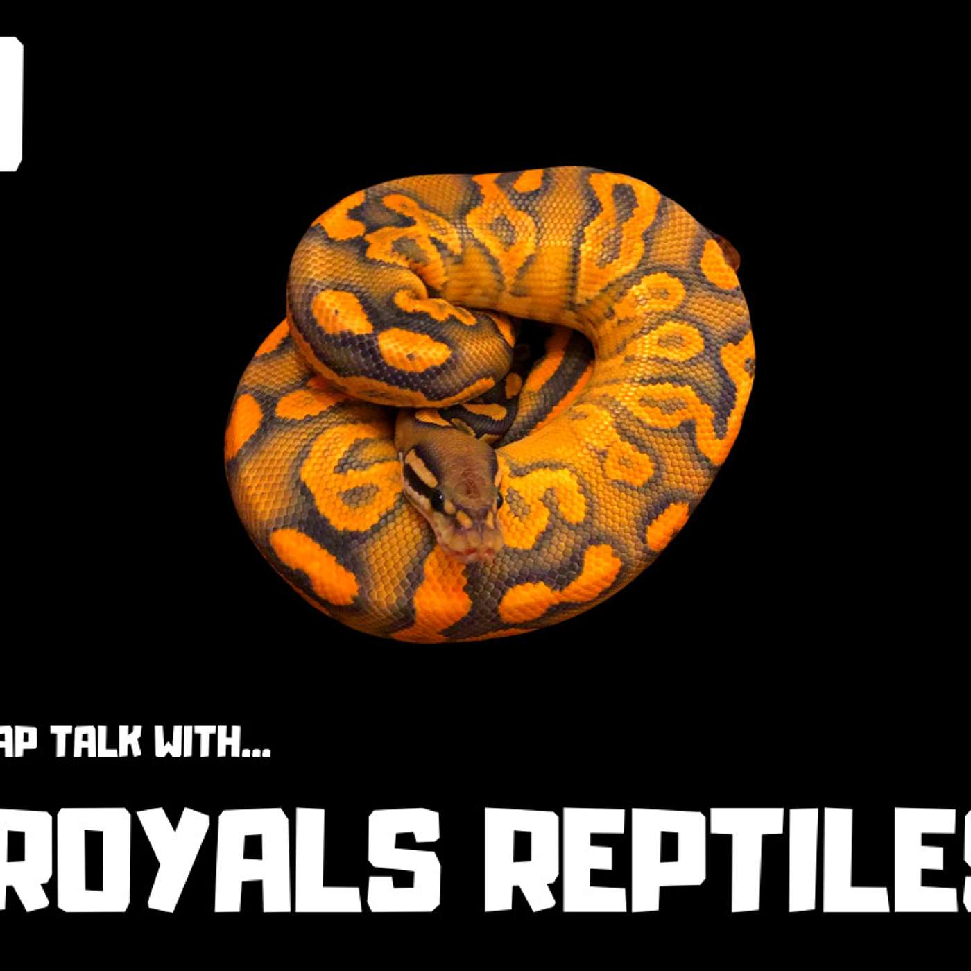 #110 DON ROYALS REPTILES | BALL PYTHONS UK | TRAP TALK WITH MJ PODCAST