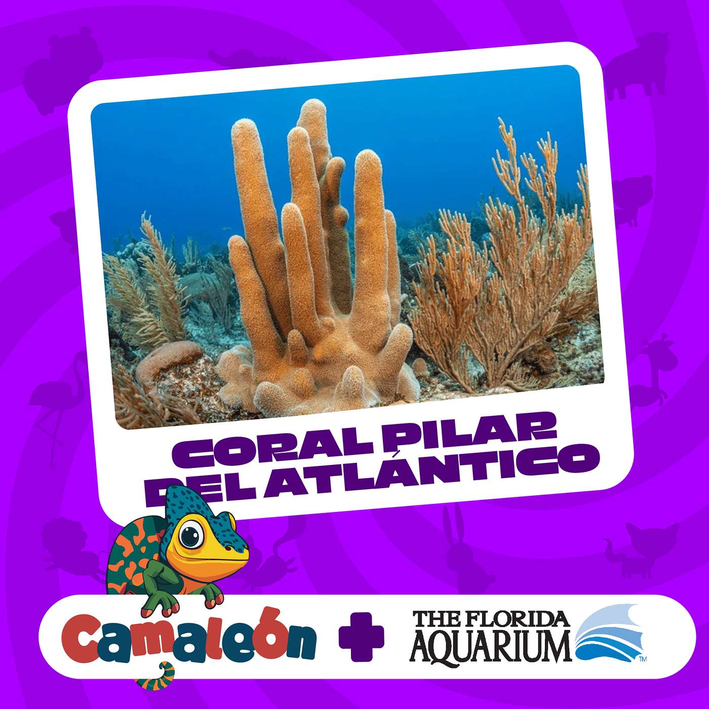 Coral Pilar del Atlántico: La Alianza Oculta con las Algas episode artwork
