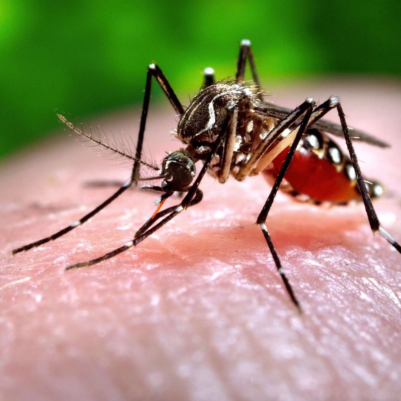 Zika virus in Canadian travellers