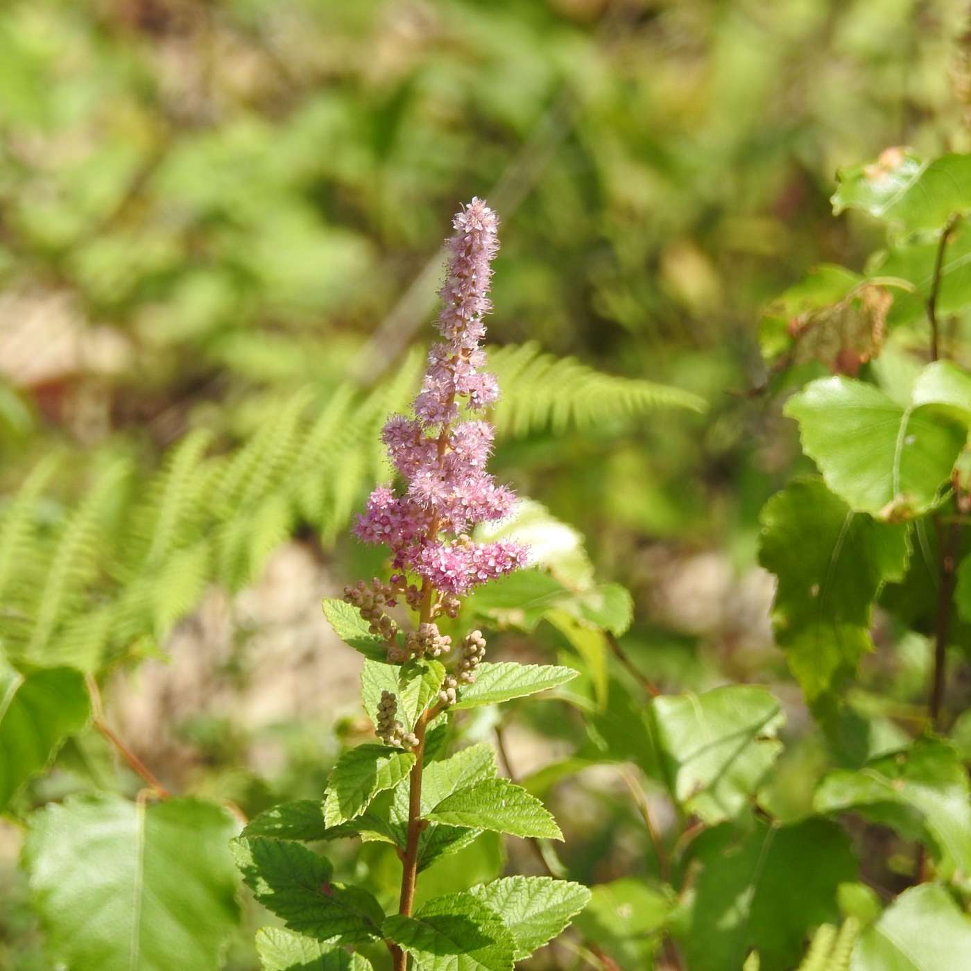 PINK STEEPLEBRUSH