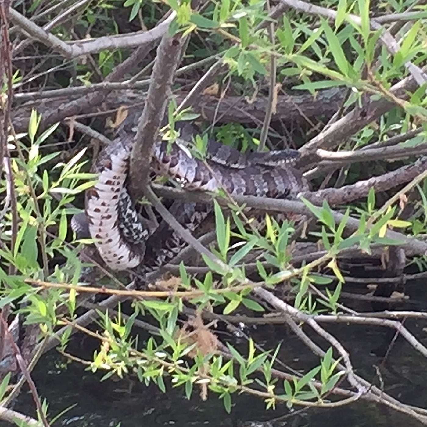 Episode 106: How To Avoid Getting Bitten By A Snake