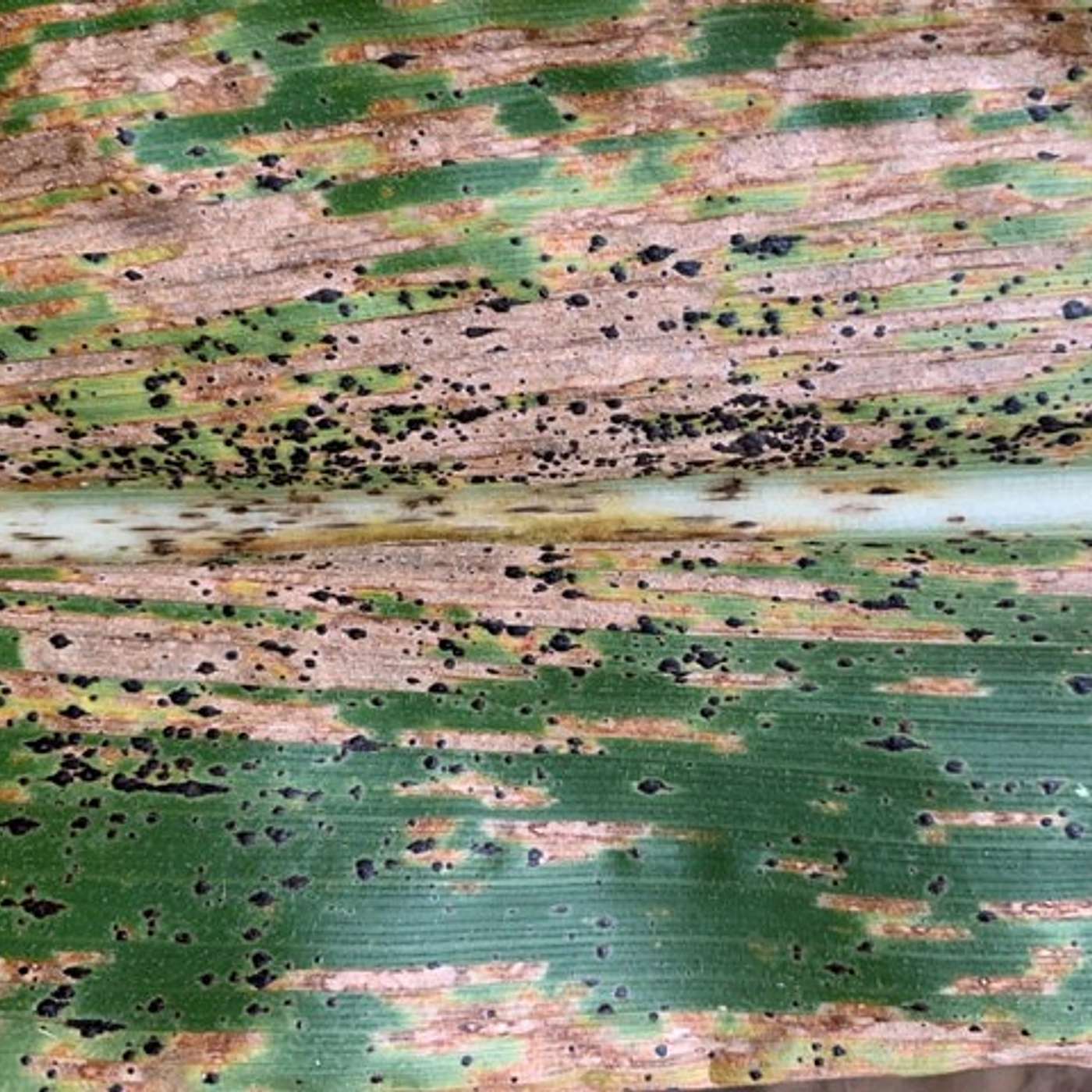 S1E4: Tar Spot in Corn episode artwork