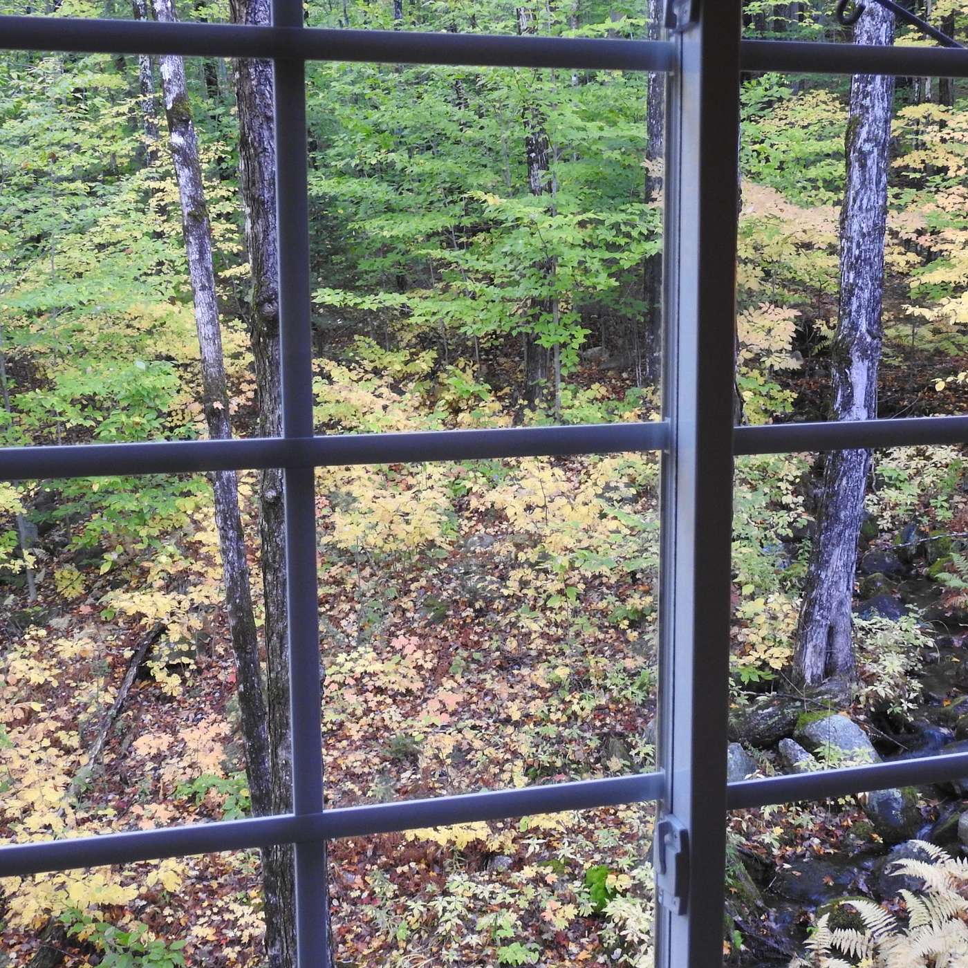 LOOKING OUT MY WINDOW
