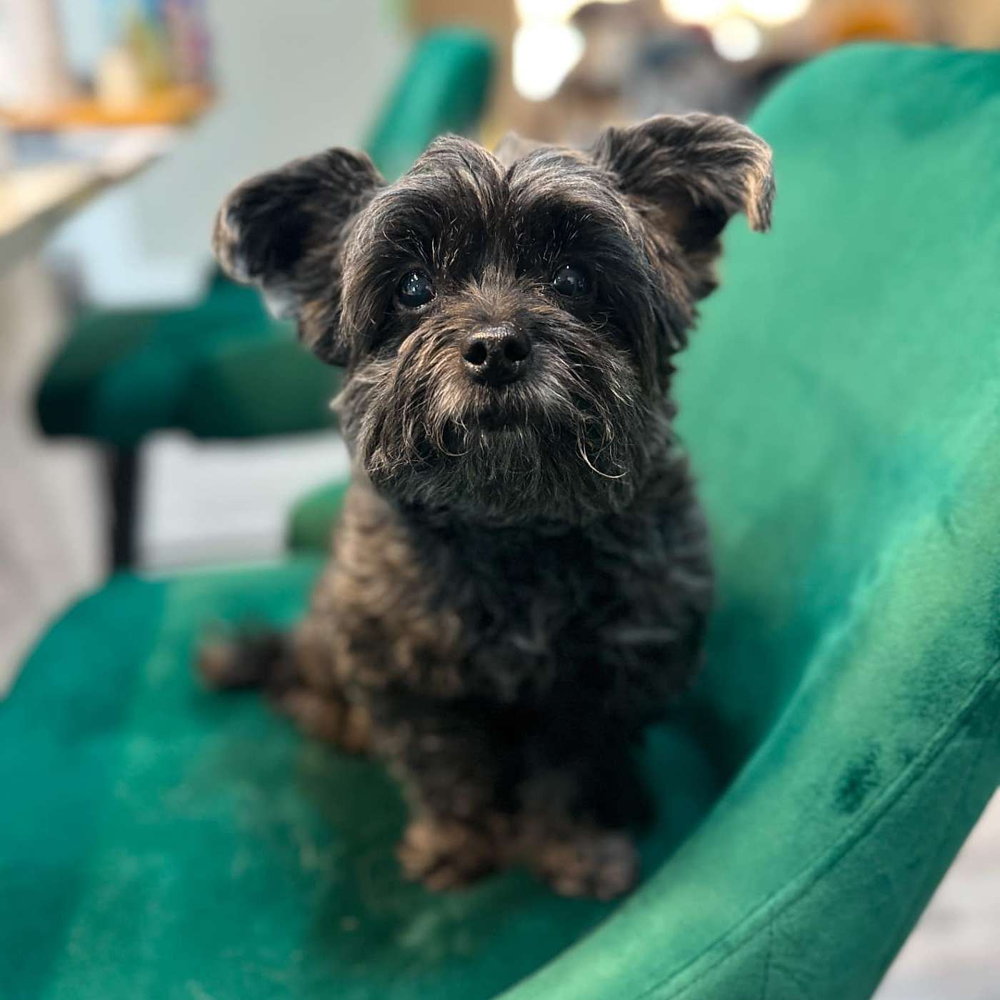 Missing Pet Grief