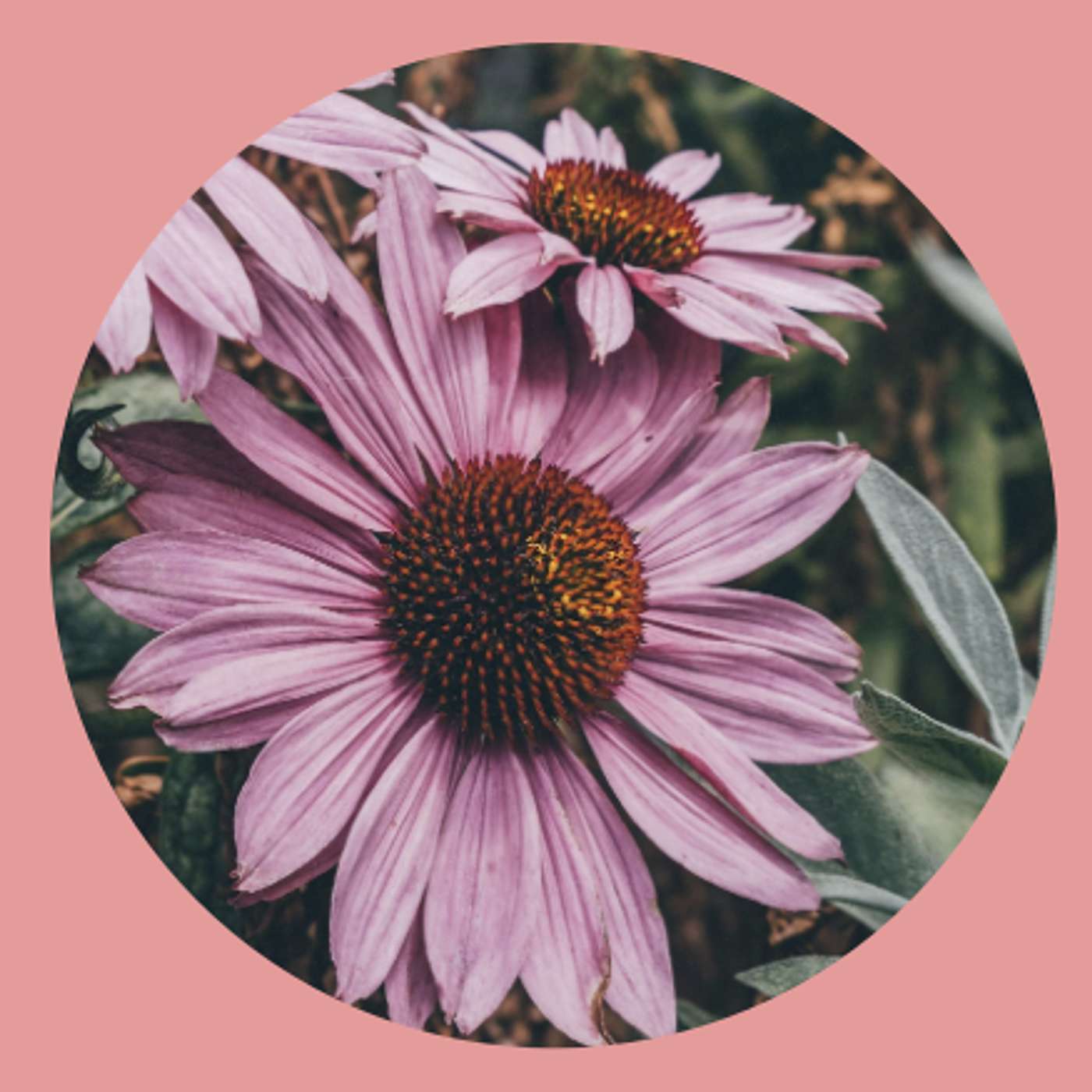 The Nurse and the Naturopath
