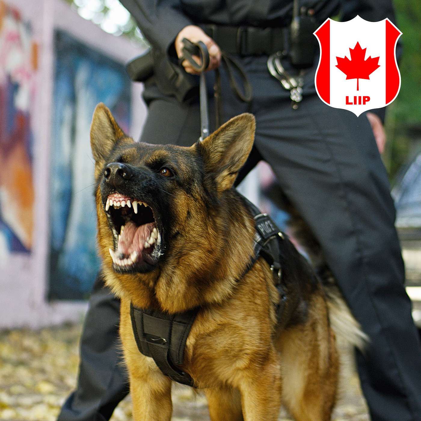 E107| A criminal, a K9 & correcting a confusing Charter conclusion.