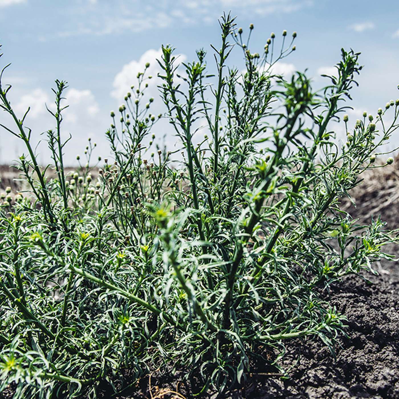 How to control summer weeds