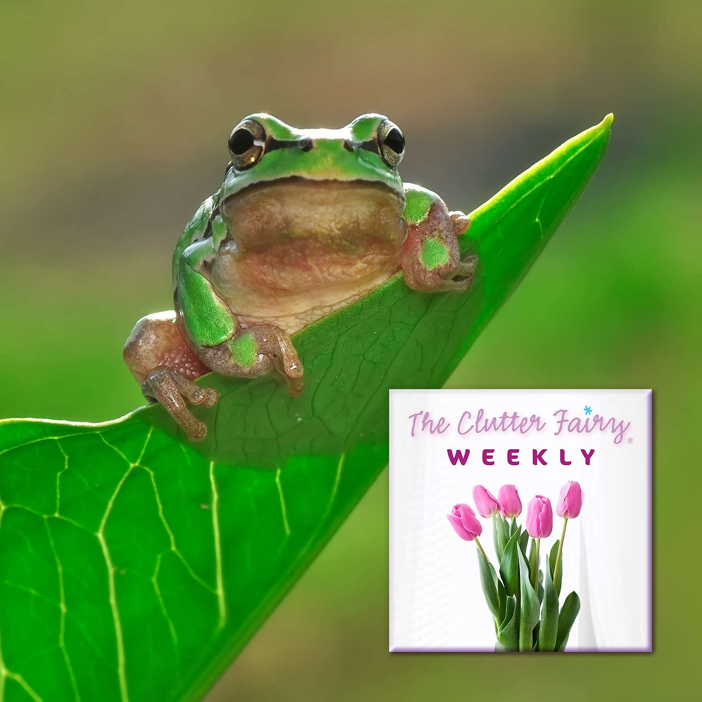 The Clutter Fairy Weekly