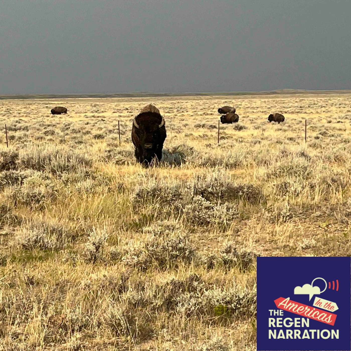 Out Among the Buffalo, with Pedro Calderon-Dominguez