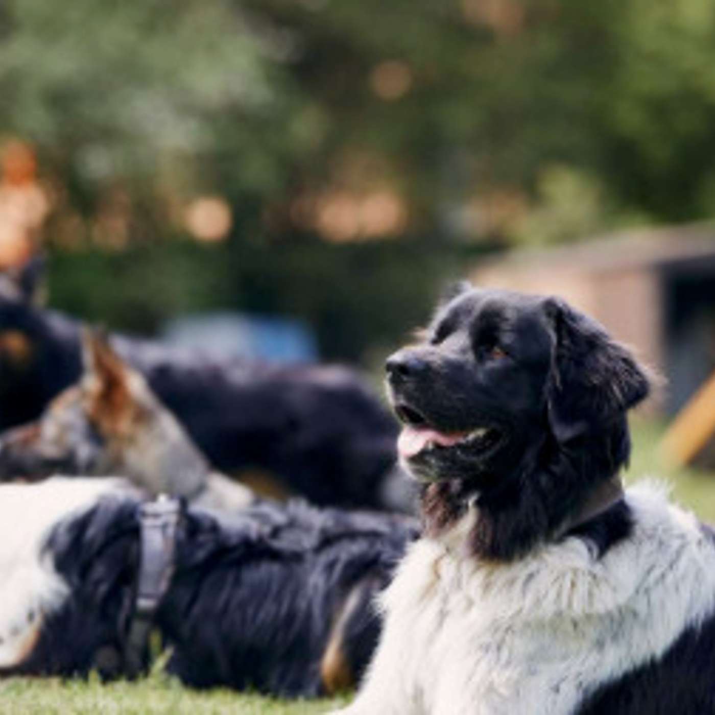 Tudo que você precisa saber sobre atividades com grupos de cães.