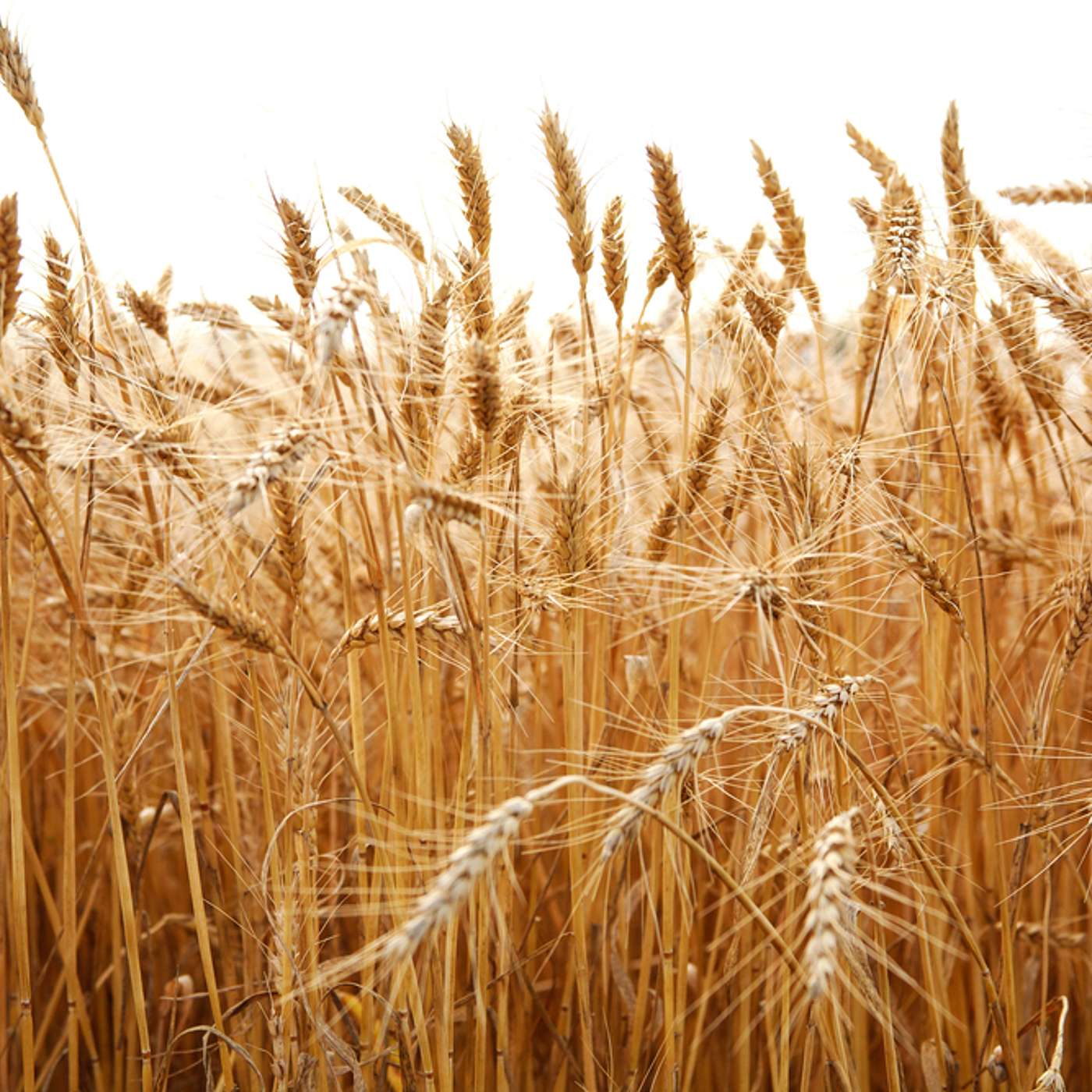 The Refiner's Fire: Finding Purpose in Life's Challenges