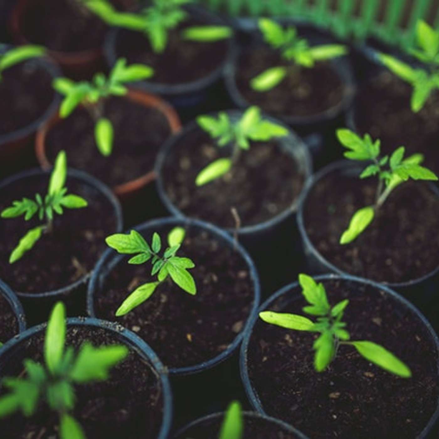 Episode 190: Prepping for your garden