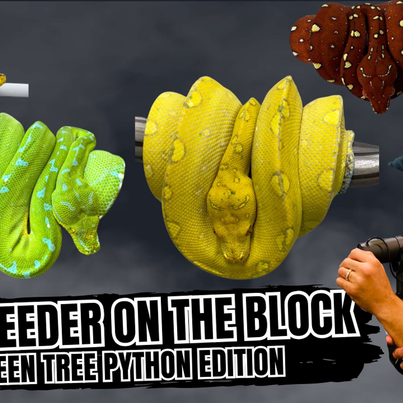 Big Dogs In The Ball Python Game Getting Into Chondros & What To Expect | NBB Live