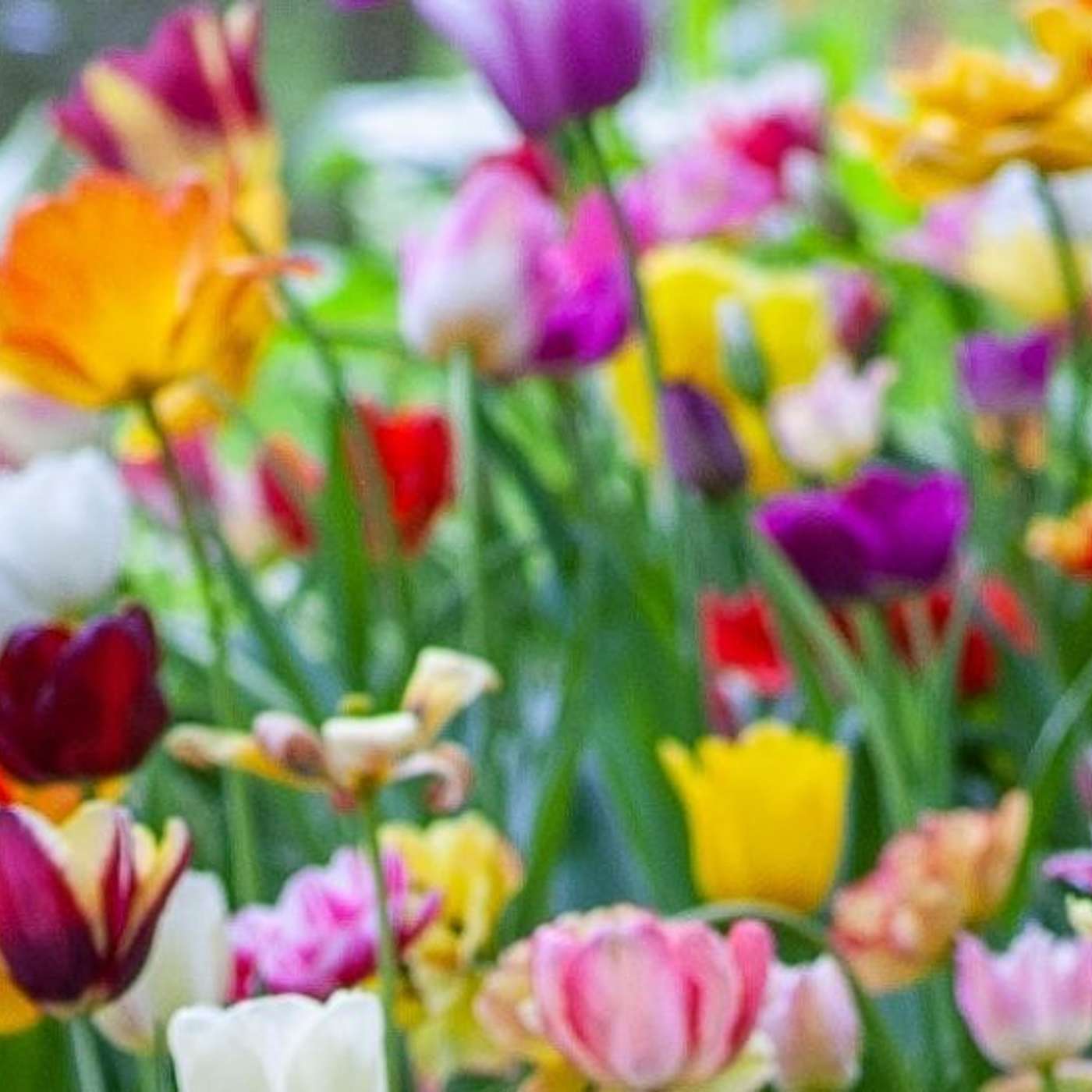 Sunday Service Podcast April 26th  – The House Guest