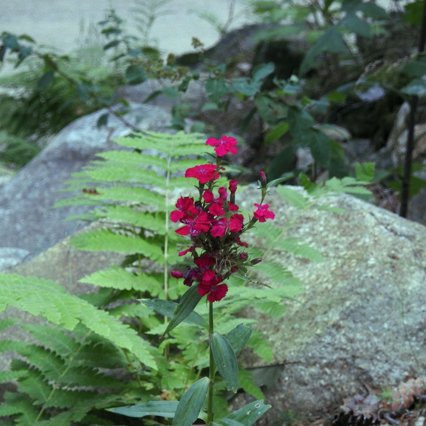 GROWING WILD