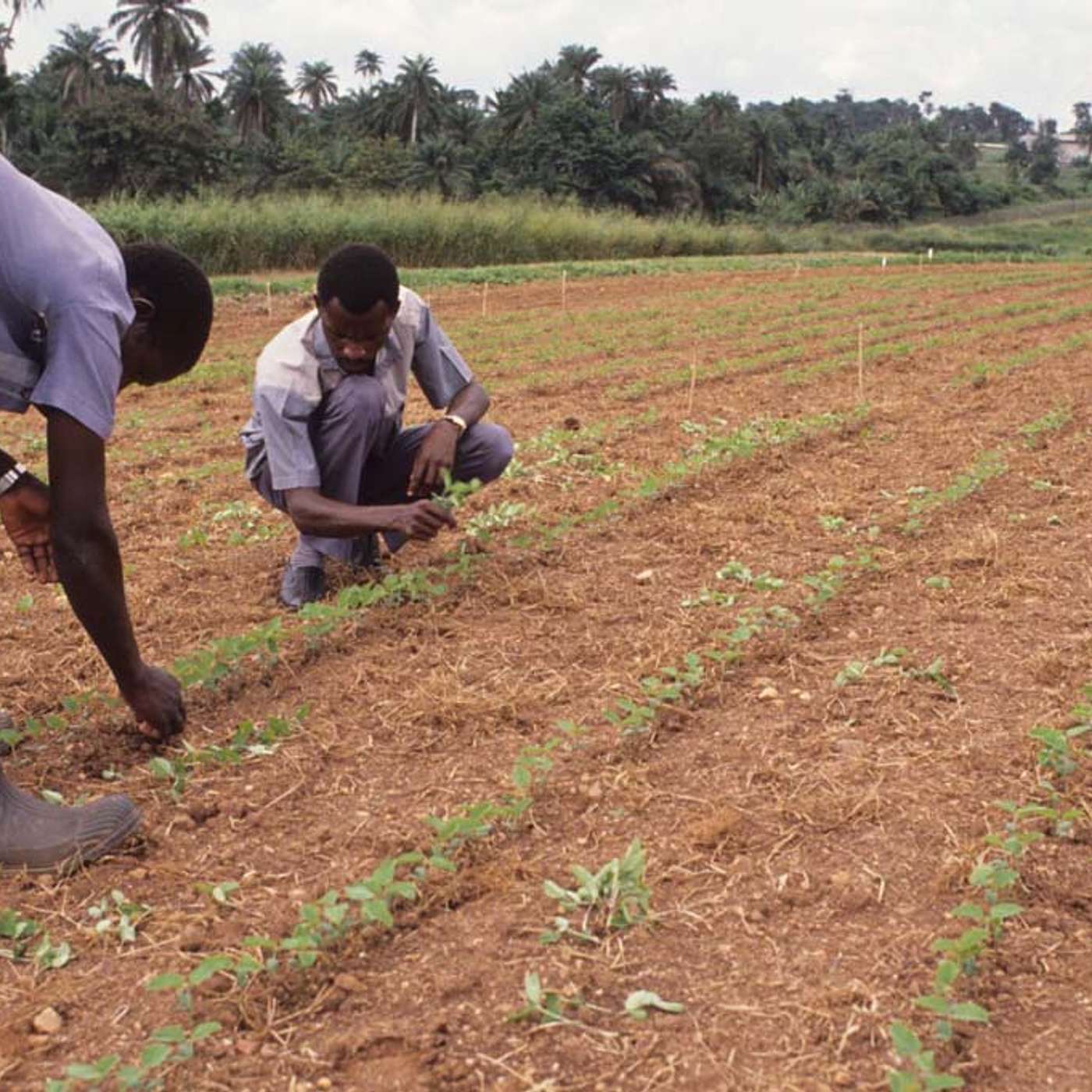 Santé, Science et Développement