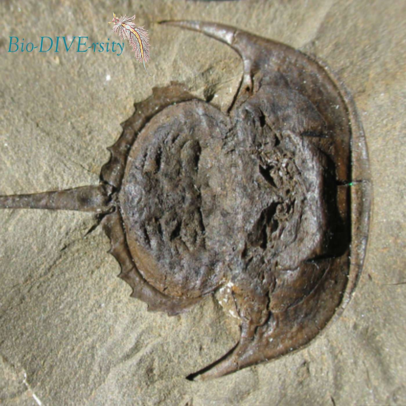 Ep. 17: If Not Living Fossil, Why Fossil Shaped? episode artwork