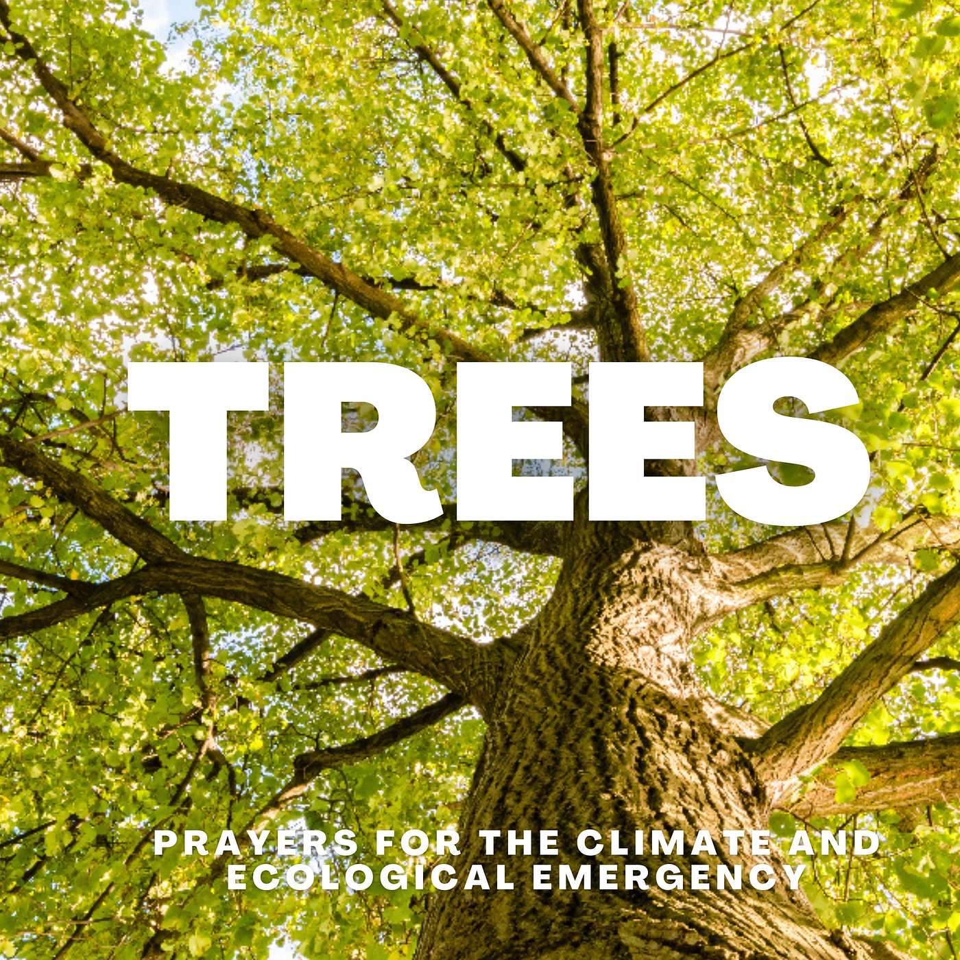Trees: Prayers for the Climate and the Ecological Emergency episode artwork