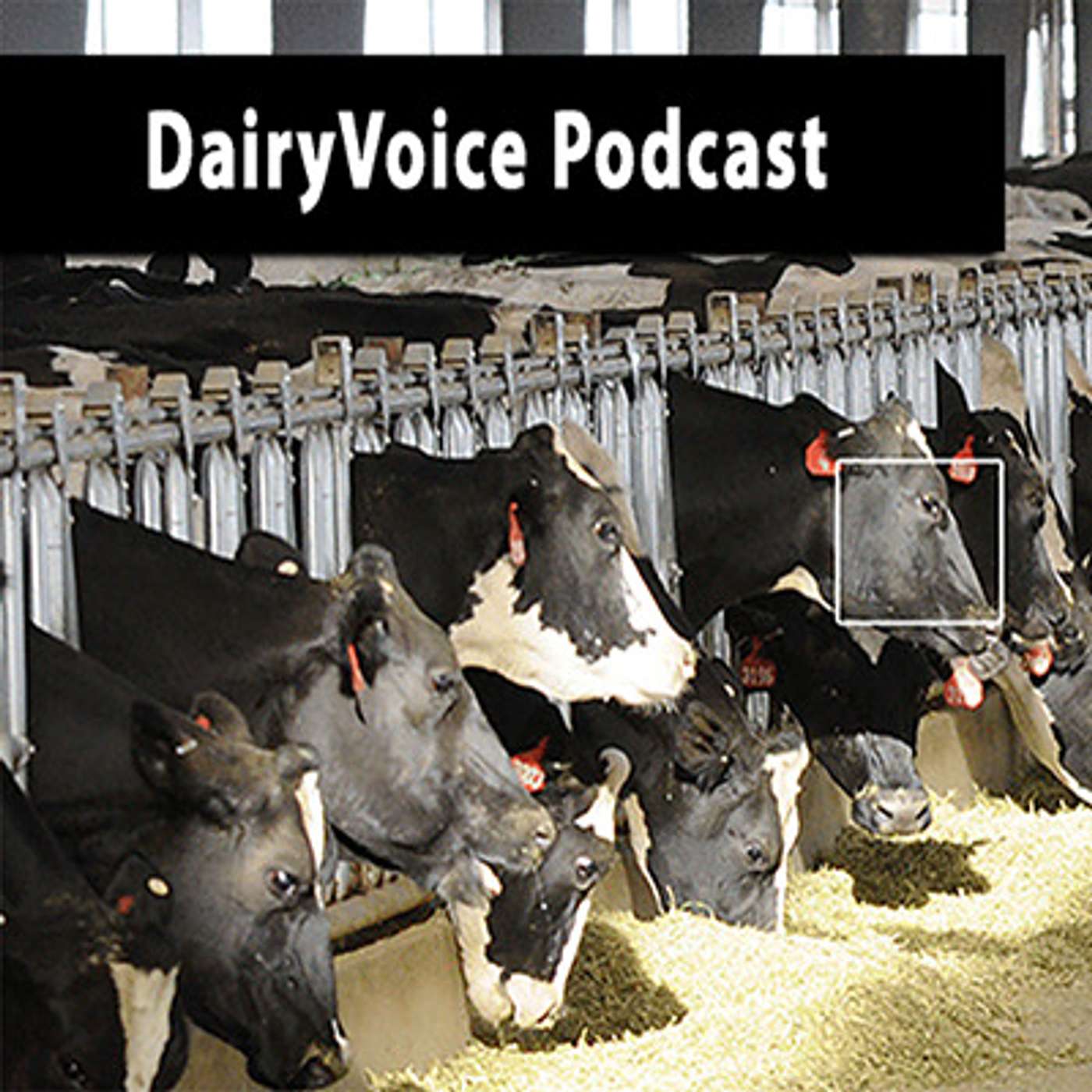 DairyVoice Podcast