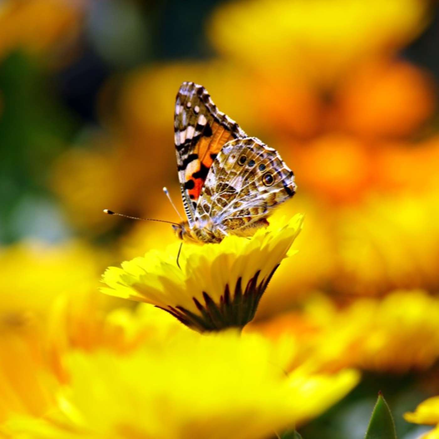 Trust the Butterfly