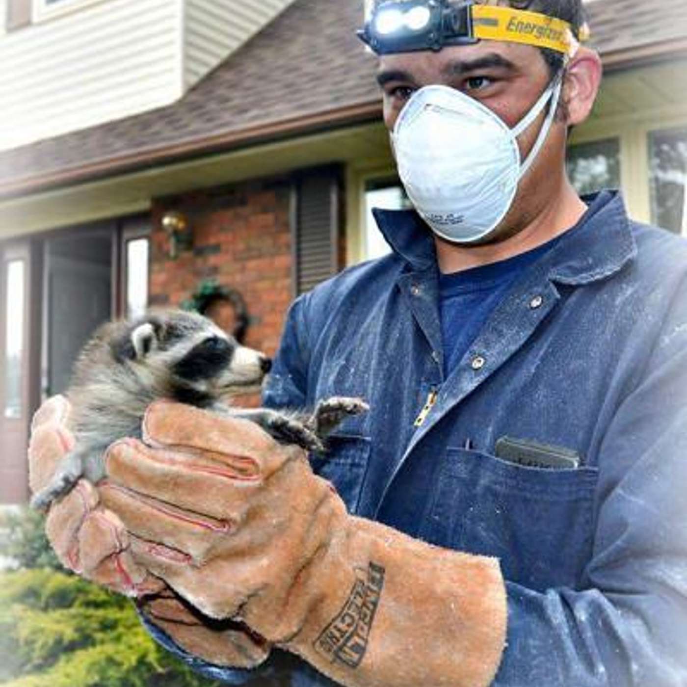When wildlife invades your home - with Jared from Ontario Wildlife Removal When wildlife invades your home - with Jared from Ontario Wildlife Removal