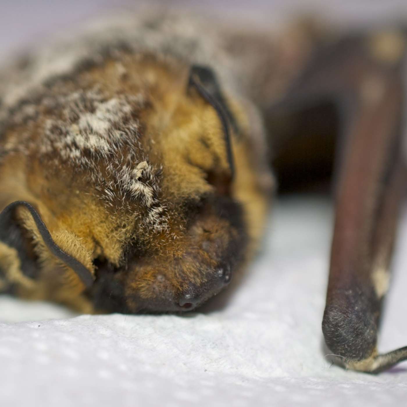 Going batty! Going batty!