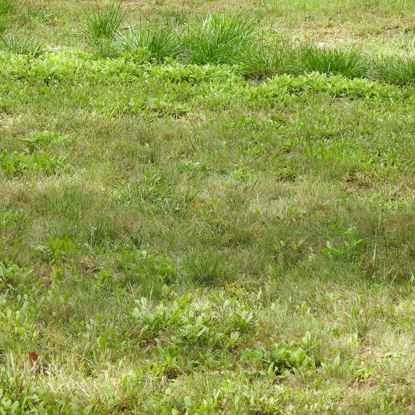 SHADES OF GREEN