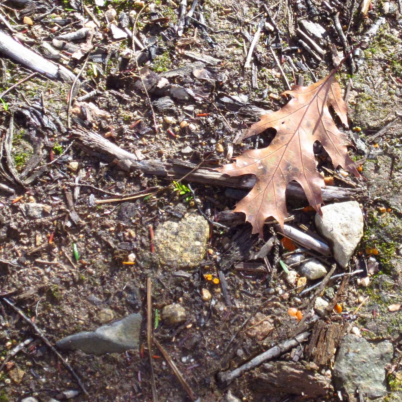 AN OAK LEAF AND A HEART