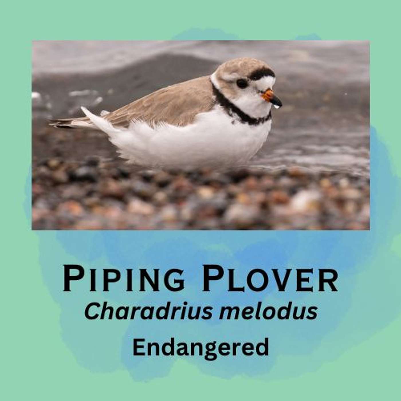 Piping Plover: Super Power Confidence
